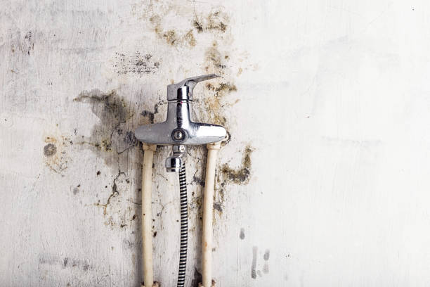 Best Bathroom Mold Remediation in Watseka, IL