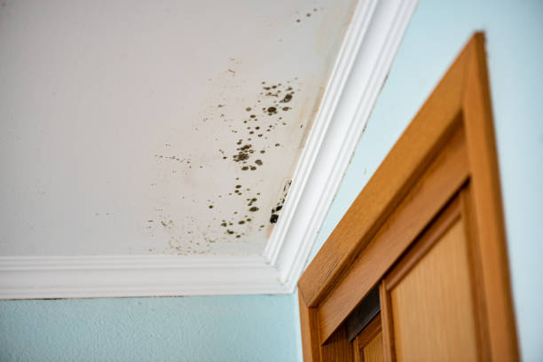 Best Kitchen Mold Remediation in Watseka, IL