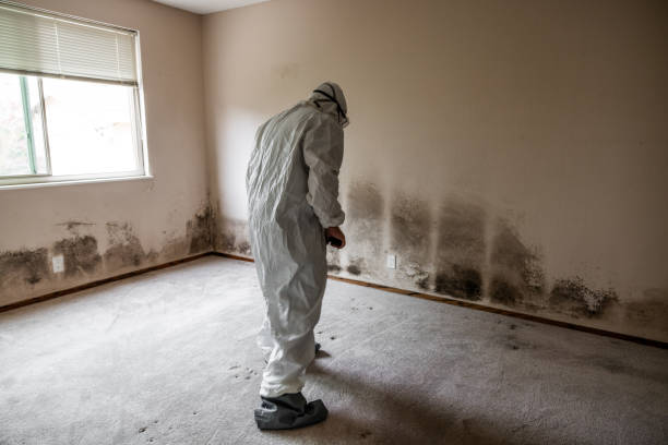 Best Post-Flood Mold Remediation in Watseka, IL