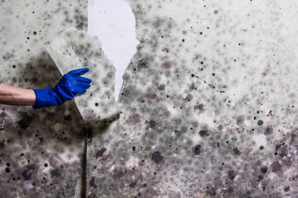 Professional Mold Remediation in Watseka, IL