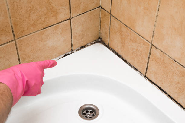 Best Mold Testing and Inspection Services in Watseka, IL